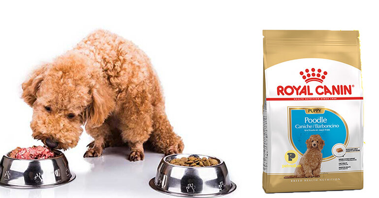 Royal canin poodle puppy