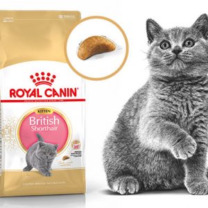 thức ăn cho mèo RC- British Shorthair Kitten