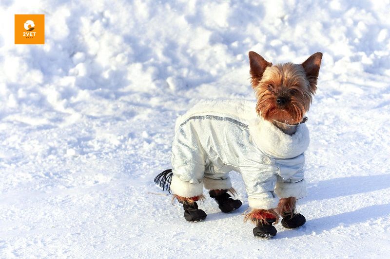 quần áo cho thú cưng vào mua đông lạnh giá